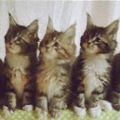 抖音三只猫咪点头表情包-抖音一排猫咪点头gif原图表情包合集2020 免费版